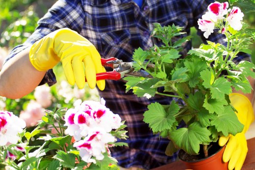 Professional tree lopping service in Thornton Heath