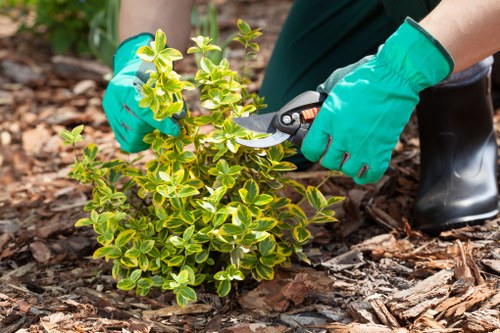 Eco-friendly lawn mowing practices in Thornton Heath