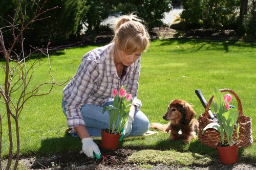 Environmental impact of tree removal in urban areas
